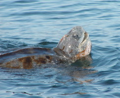 leatherback turtle