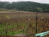 Airlie vinyard, 16 miles north of Corvallis, OR. Note fans for frost. (R.Rilling, 2001-Dec-02)
