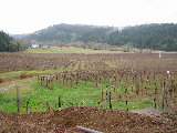 Airlie vinyard, 16 miles north of Corvallis, OR. Note fans for frost. (R.Rilling, 2001-Dec-02)