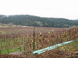 Airlie vinyard, 16 miles north of Corvallis, OR. Note fans for frost. (R.Rilling, 2001-Dec-02)