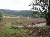 Airlie vinyard, 16 miles north of Corvallis, OR. Joe VanAndel in foreground. (R.Rilling, 2001-Dec-02)