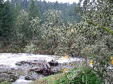 Rushing creek across the road from S-Pol entry.  Crawfordsville, OR. (R.Rilling, 2001-Dec-04)