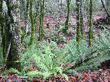 In the woods north of S-Pol.  Ferns in foreground, moss on trees. (R.Rilling, Nov-2001)