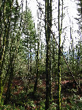 In the woods north of S-Pol.  Overcast sky, moss on trees. (R.Rilling, Nov-2001)