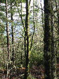 In the woods north of S-Pol.  Overcast sky, moss on trees. (R.Rilling, Nov-2001)