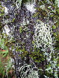 Lichen on a tree trunk. (R.Rilling, Nov-2001)