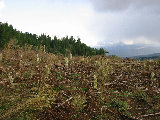 Replanted area just north of S-Pol.  Note mesh protectors around sticks of new trees. (R.Rilling, Nov-2001)