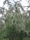 Tree with beards of lichen/moss. (North of S-Pol). (R.Rilling, Nov-2001)