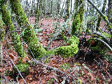 Moss-covered logs. (R.Rilling, Nov-2001)
