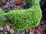 Close-up of moss-covered logs. (R.Rilling, Nov-2001)